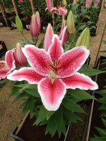 [4308 Dark Sensation GA No102.JPG]